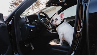 French Bulldog Sitting in Traffic Can’t Stop Ranting About It