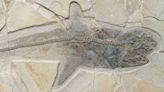 Fossil of an ancient shark that swam in the age of dinosaurs solves centuries-long mystery
