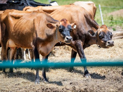 Bloomington’s Twin Springs Creamery brings fresh creamline milk to Southern Indiana