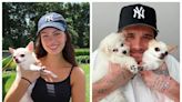 La nuera de David Beckham demandará a una peluquería de perros en Nueva York por la muerte de su chihuahua