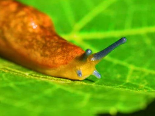 Alan Titchmarsh shares 5 flowers that slugs hate and cannot eat