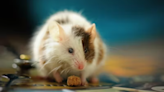 Scientists Manipulate Mice Using 'Mind Control' In Breakthrough Experiment