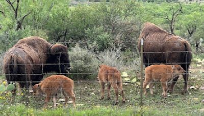 WATCH: San Angelo State Park welcomes 4 bison calves