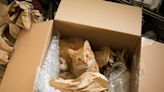 A couple accidentally shipped their cat in an Amazon return package. It arrived safely 6 days later, hundreds of miles away.