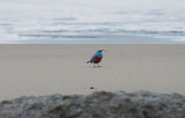 Bird never seen in US, the blue rock thrush, reportedly spotted on Oregon coast