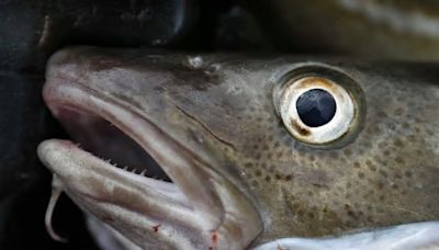 Maine fishermen caught more fish in 2023, thanks to a hunger relief program and COVID funds