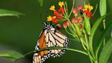 Disminuye 59.3% presencia de mariposa monarca en bosques, reportan