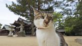 三花貓基因謎團 日本知名遺傳學家投入研究