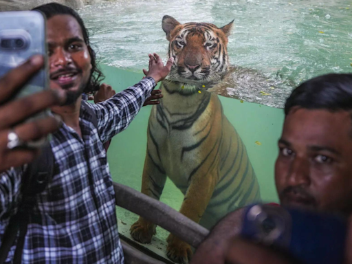 ​International Tiger Day 2024: India’s proud roar for tigers.​