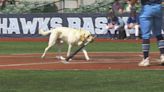 Edmonton Riverhawks recruits 2-year-old golden labrador to be a bat boy