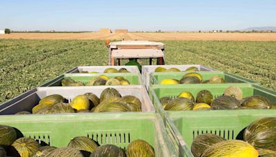 Se retrasa la campaña de melón en La Mancha: no ha hecho el calor suficiente