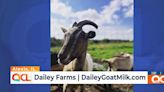 Alexis goat milk dairy farm celebrates sixth year