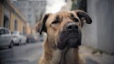 Turkey approves law to remove millions of stray dogs from the country's streets