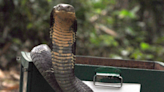 Deadly 12-foot king cobra gets too close to people—so they take action