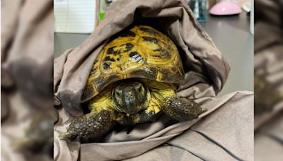 Local companion tortoise found after ‘scary adventure’