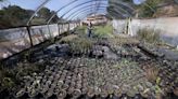 SLO County native plant nursery closed to public due to COVID. It’s finally reopening