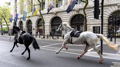 Military horses from London's Household Cavalry to return to duty 'in due course'