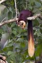 Indian giant squirrel