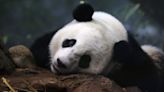 China reintroduces panda diplomacy with plans to send pair to San Diego
