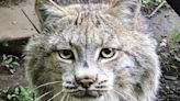 Seneca Park Zoo announces death of Canada lynx
