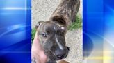 Beaver Falls family searching for answers after dog was stolen