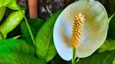 Peace lilies will flower ‘like crazy’ if one kitchen scrap is fed to them weekly