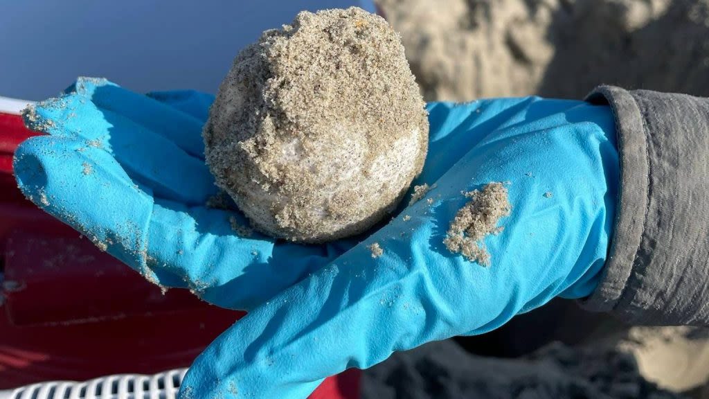 New record: 2 leatherback sea turtle nests in 1 season on Cape Hatteras National Seashore