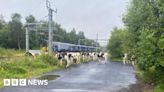 Train delays as herd of cows wanders on to railway line