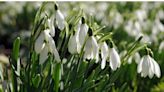 Spring bulbs: everything you need to know about buying and planting daffodils, snowdrops and tulips now