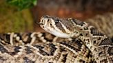 Campbell Vaughn: A rare sighting of the Eastern diamondback rattlesnake