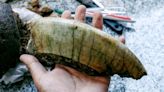 Un joven caminaba por la costa de Mar del Plata y encontró restos fósiles de un Toxodon