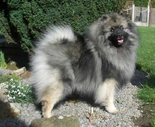 Keeshond Dog Breed Puppies