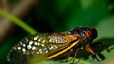 Watch: Forest preserve finds creative way to show life cycle of 17-year cicada