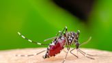 Alerta, dengue: ya son por lo menos cuatro los distritos con casos autóctonos
