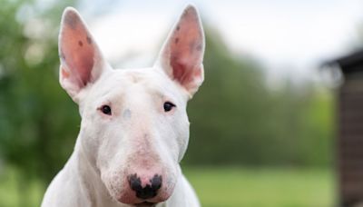 English Bull Terrier's Lazy Swim Is The Summer Activity Everyone Needs