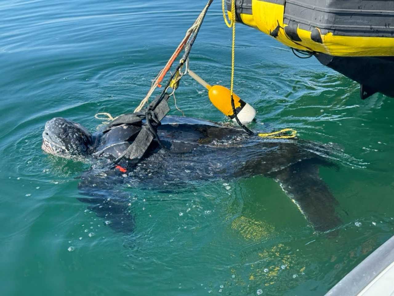 400-Pound Turtle 'Phinney' Rescued On Cape Cod After Getting Tangled In Fishing Gear