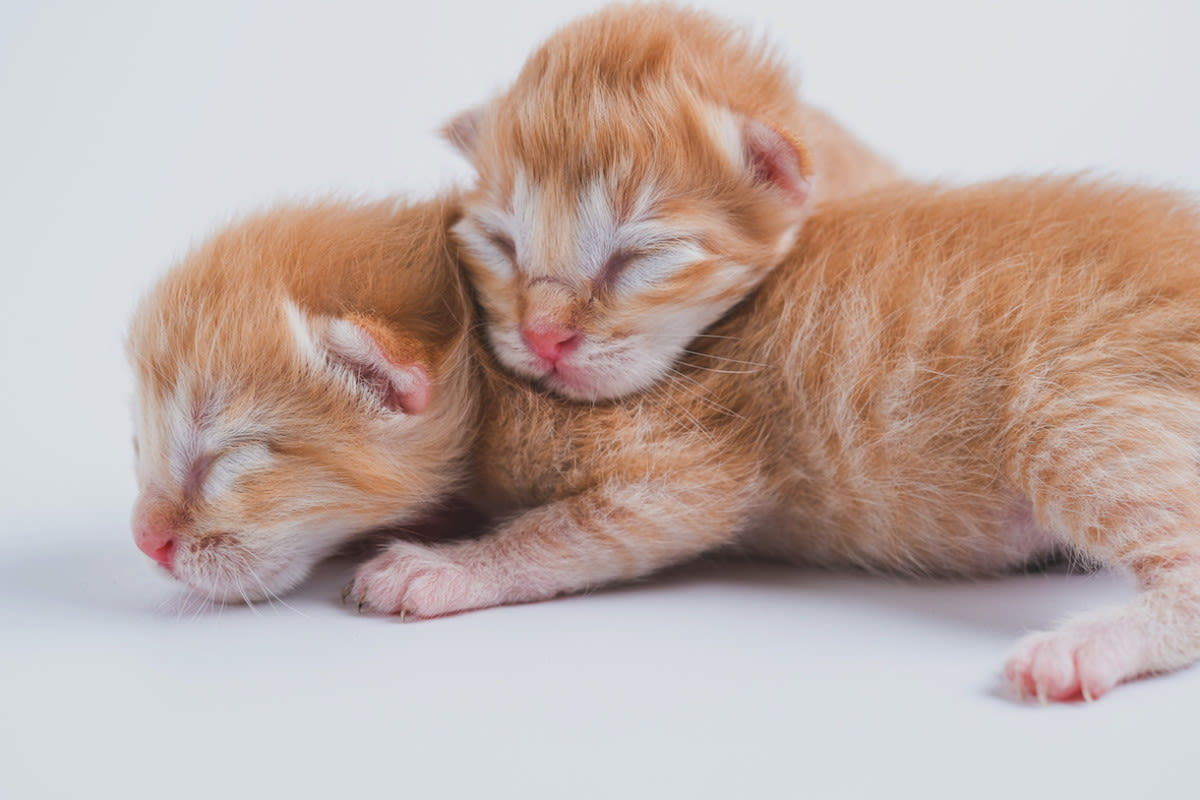 Maine Coon Kittens' Sweet Sleeping Twitches Make People Wonder What They're Dreaming Of