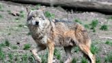 Culling controversy as French wolf population falls in 2023