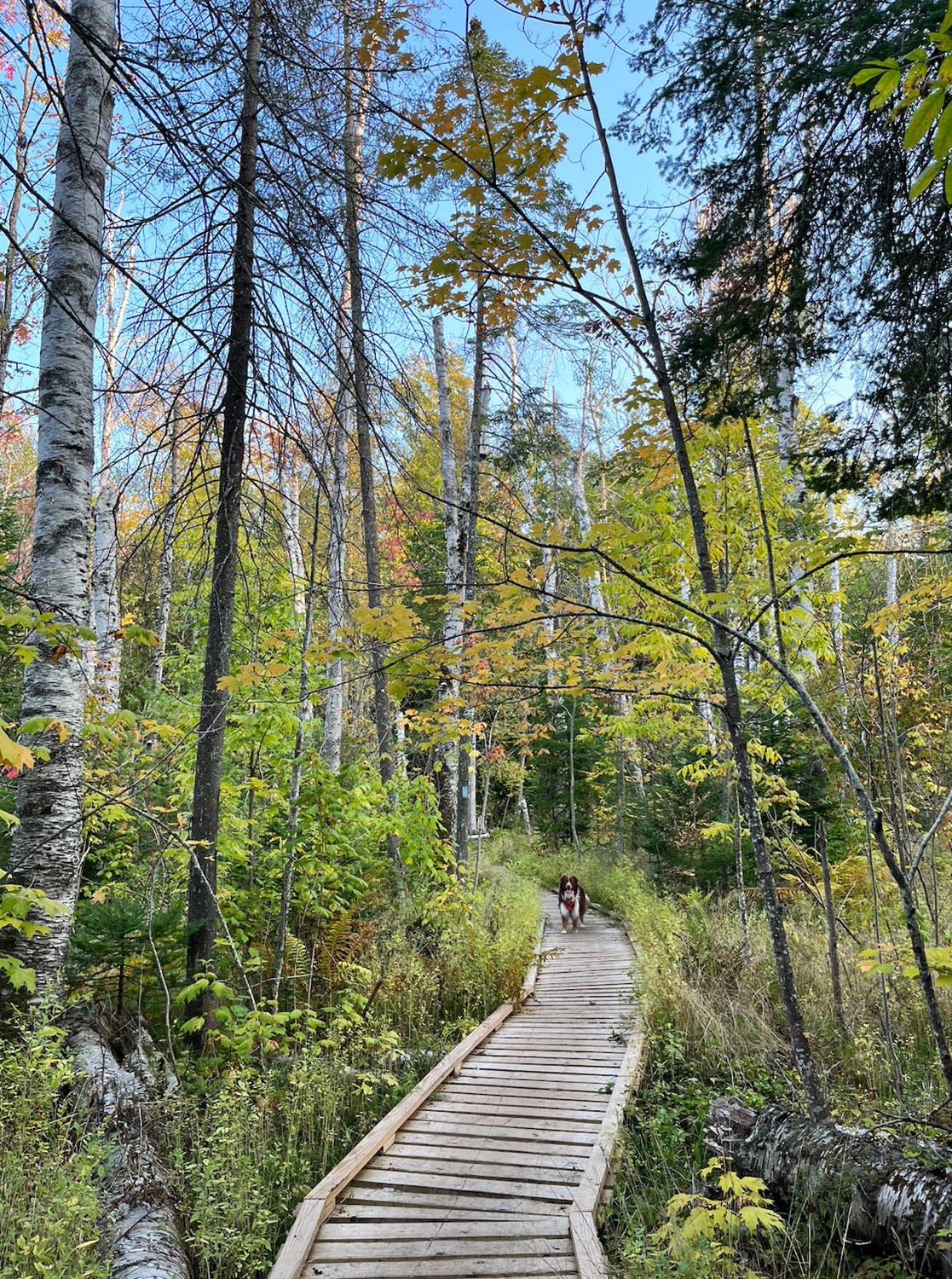 Best places to view fall colors in the Upper Peninsula