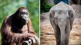 Dublin Zoo ‘awaiting post-mortem reports’, following the deaths of two animals