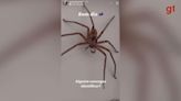 Casal brasileiro encontra aranha 'gigante' em banheiro na Austrália: 'batismo aconteceu'; VÍDEO