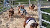 Diving dogs, racing pigs, sea lions balancing balls at Anderson County Fair, what to know
