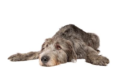 Irish Wolfhound Puppy Transforms Into Massive Lap Dog and No One Can Resist Him