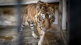 Emaciated Tigers Rescued from Farm and Moved to Sanctuary: 'The Second Chance that They Deserve'