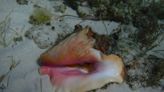 Man caught, ate two conchs in Key West, cops say. The decision landed him behind bars
