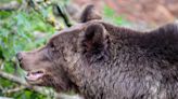 Bear alert after man dies in Japan and police officers mauled while rescuing body