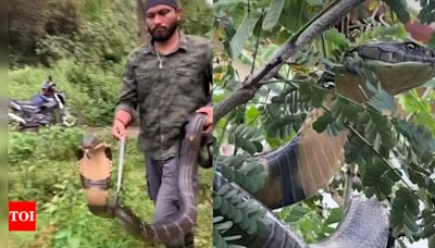 Watch: 12-foot king cobra slithers into garden in Karnataka, rescued | Bengaluru News - Times of India