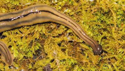 Heavy rain in Houston will bring out toxic hammerhead flatworms. Here's what to do and what NOT to do if you see one