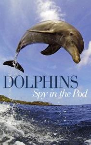 Dolphins: Spy in the Pod