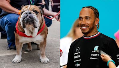 Lewis Hamilton Teams Up With Bramble to Promote ‘Healthy’ Vegan Diet for Roscoe